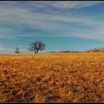 V podvečer na poli (Nakléřov)