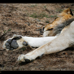 Z Krugerova parku v JAR