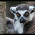 Lemur