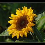 Kdepak je to sluníčko