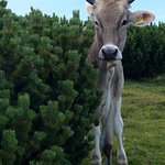 Pššššššt...   I křáky mají uši :-)