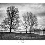 Mimosezónna