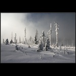 zimní obrázky z lesa