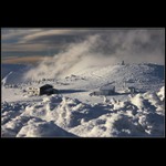 Zlaťák ve svátečním