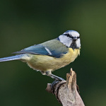 že mi to ale sluší co :)