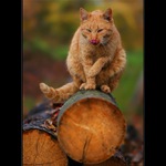 Garfield s jazykem na čenichu