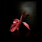 Návrat ke kytičkám