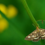 Zavíječ purpurový