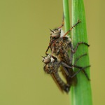 říkala jsi přece: "vlez mi na záda"