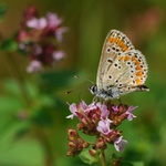 když ještě nemrzlo