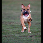 ...prisaham tady na psi packu, ze sem ho do toho zadku nekous ...