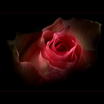 ***RŮŽOVÁ SPIRÁLA***