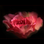 ***ROZTANČENÁ RÓZA***