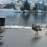 Germany 2008 - Chilly Morning in Bernkastel