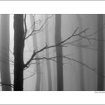 karpatské hmly III.