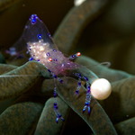 Anemone Partner Shrimp