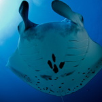 Manta na hlavě