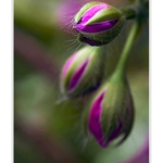 Fialové hlavičky...