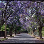 Už zase kvetou jackarandy