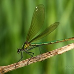 Motýlice lesklá (Calopteryx splendens) samička