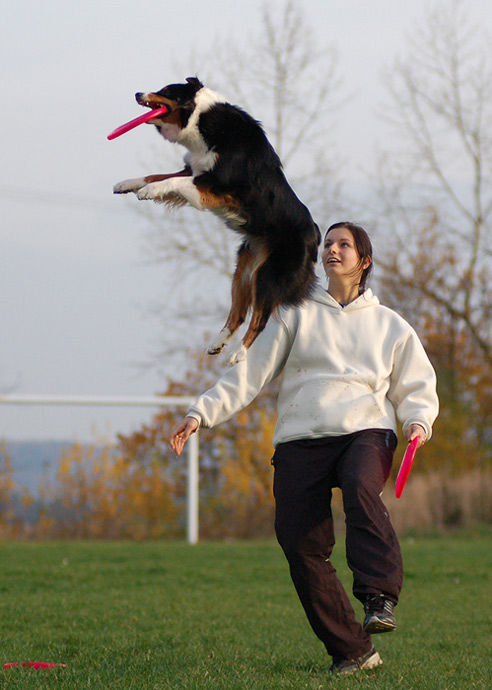 Flying dog II.
