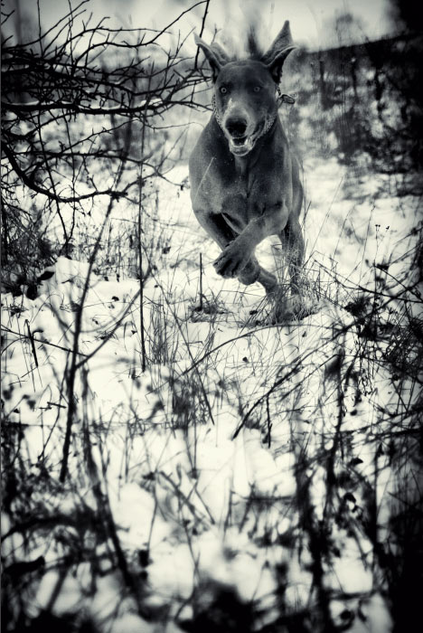 always_on_the_run