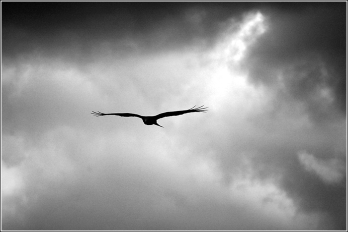 Luňák hnědý - Milvus migrans (Accipitridae)