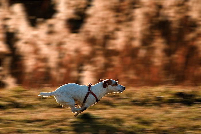 Bobika-panning