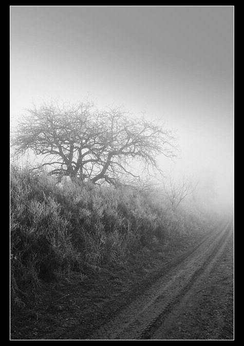 Foggy day 3