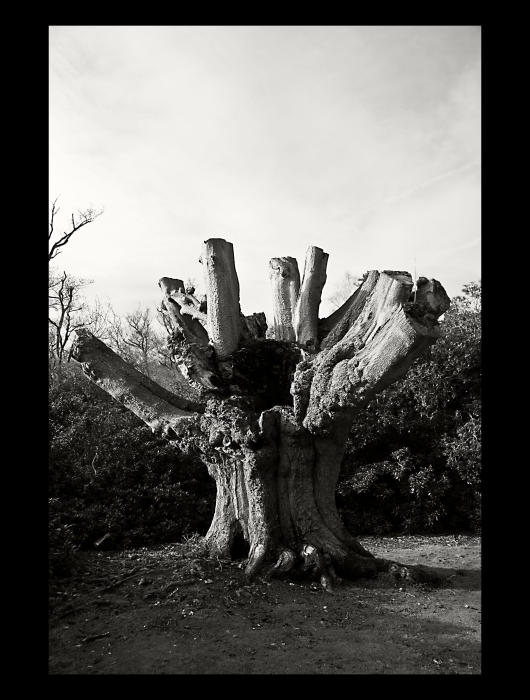 BW 45/7