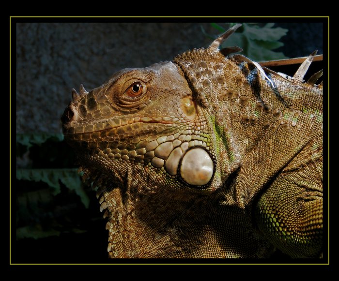 Iguana iguana