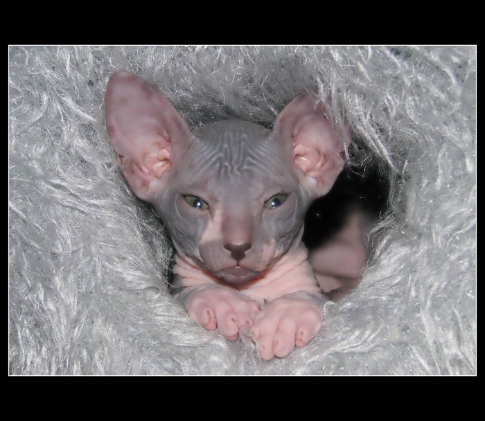 Don Sphynx