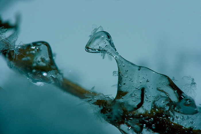 Ice Age