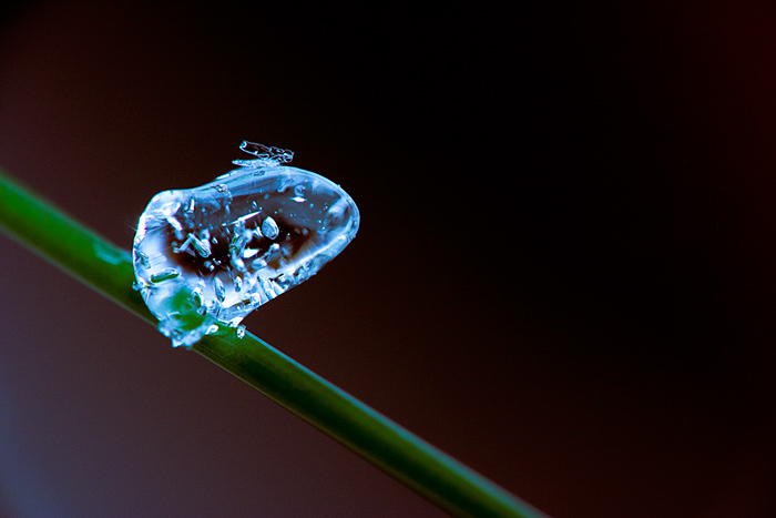 Frozen nature - Frog and little fly