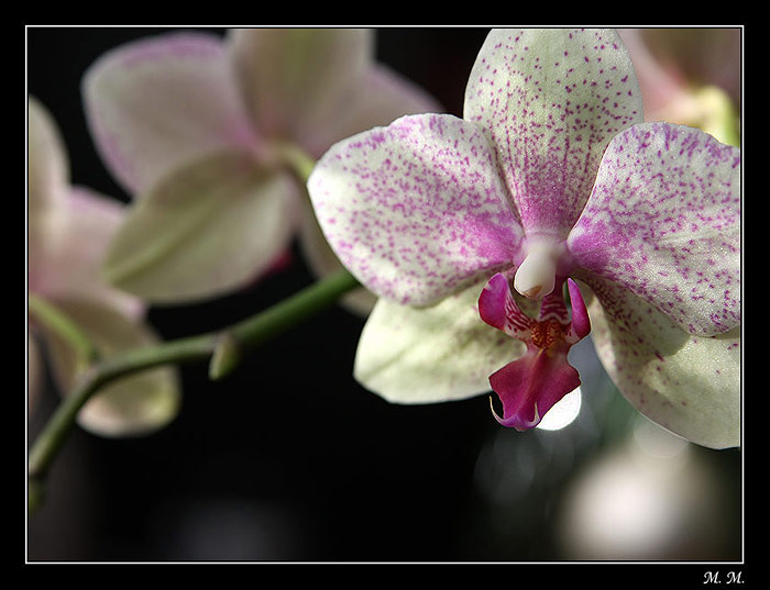 Orchidea