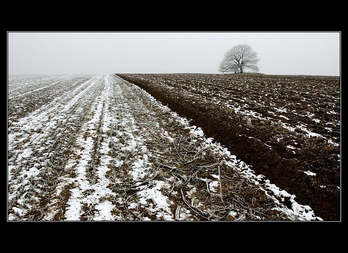 Roľa