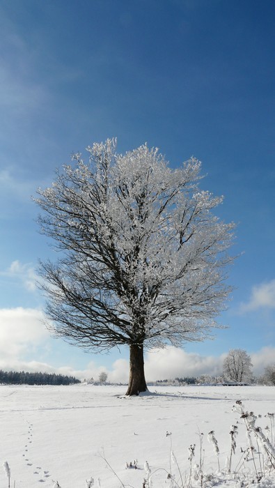 Strom