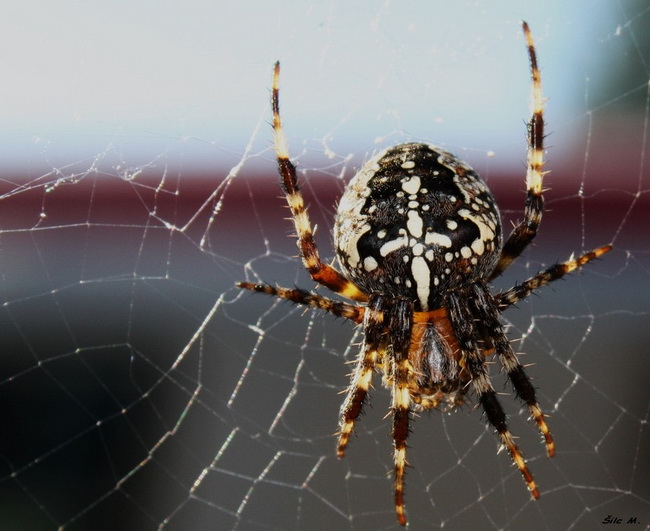 spider