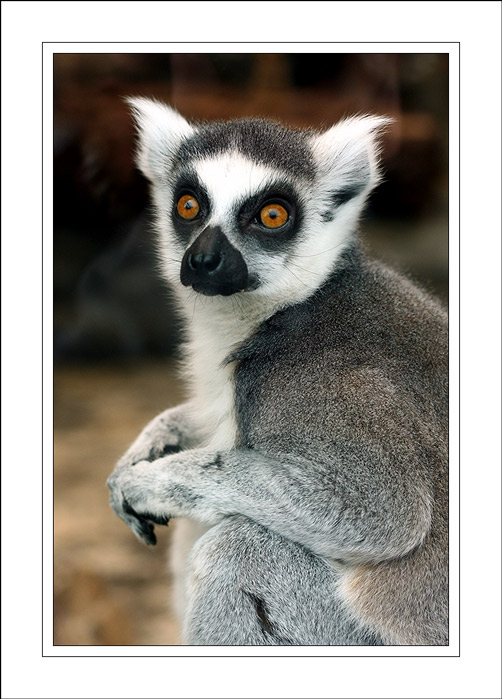 Lemur Kata