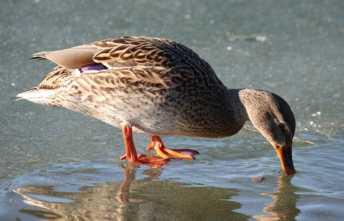 ...na tenkom ľade...