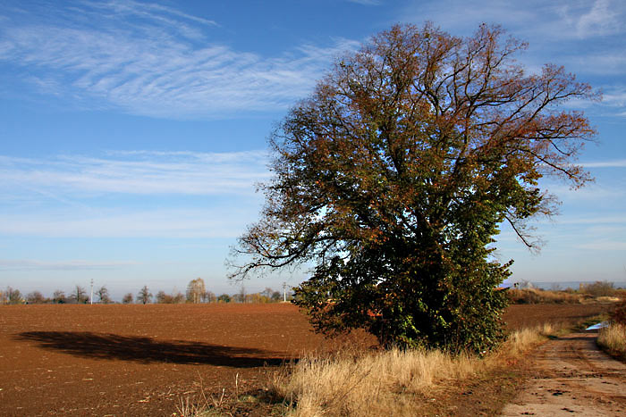 Stromová