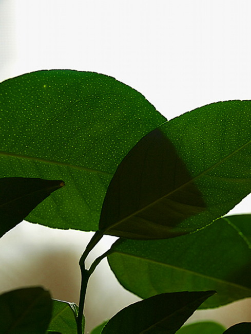 Protisvětlo - citroníkové dýchací póry