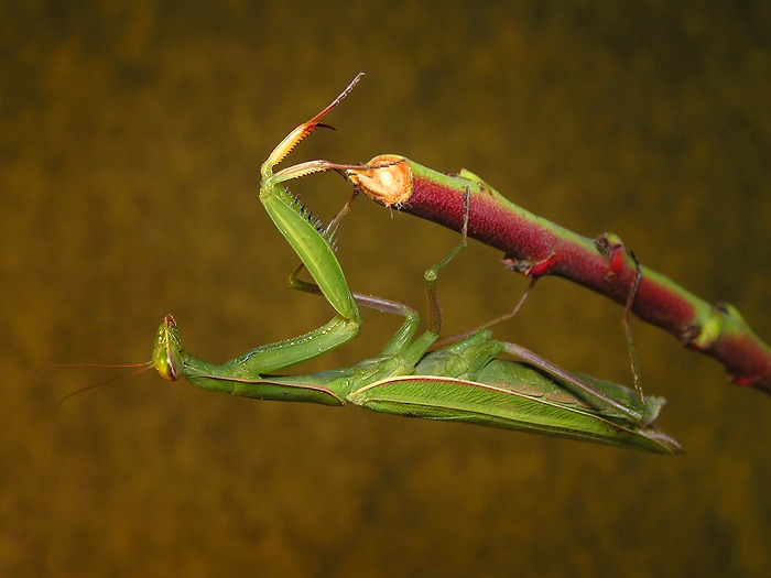 modlivka zelená(mantis religiosa)