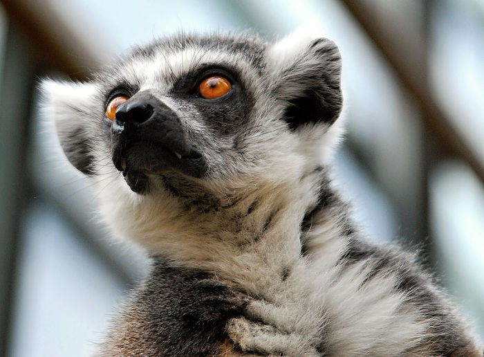 Lemur Kata - ZOO Praha
