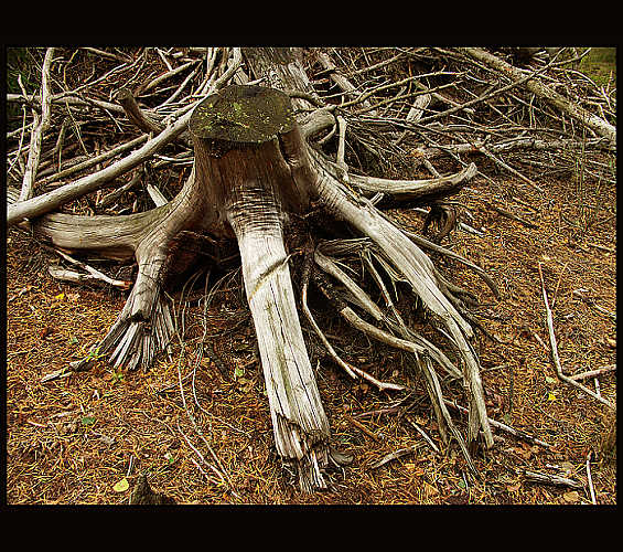 Trunk