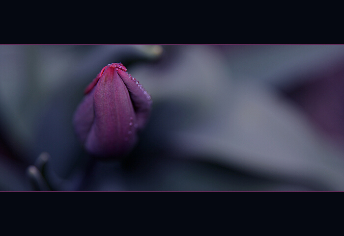 lonely day