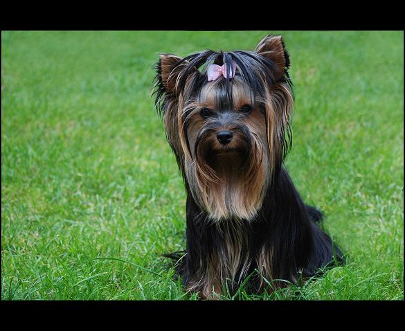 Annie