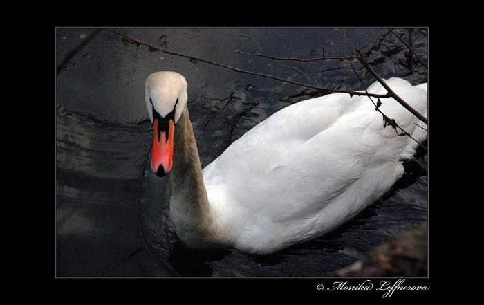 ..: puvabna anglicanka :..