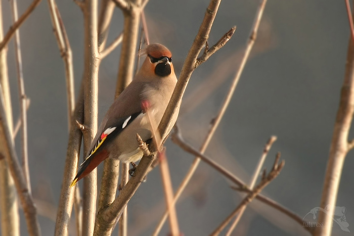 Brkoslav severní (Bombycilla garrulus)