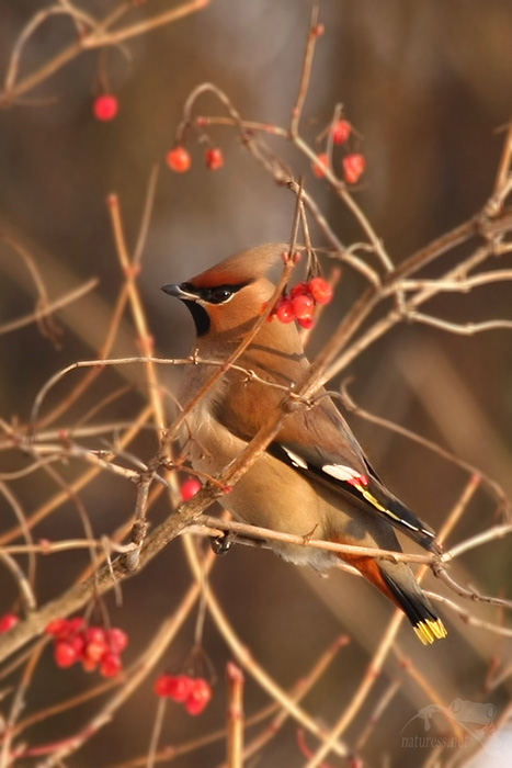 Brkoslav severní (Bombycilla garrulus)